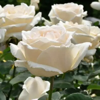 Роза БОИНГ чайно-гибридная в Самохваловичи