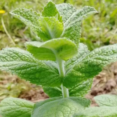 Мята яблочная в Самохваловичи