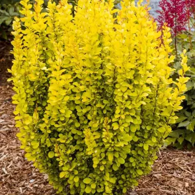 Барбарис ГОЛДЕН ТОРЧ тунберга в Самохваловичи