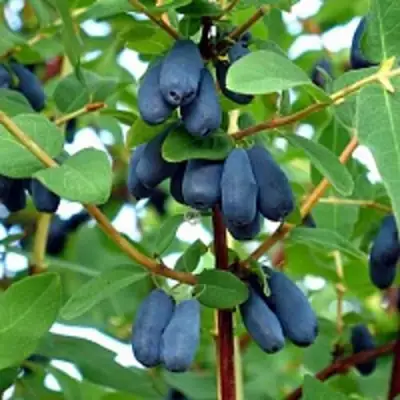 Жимолость съедобная АМФОРА в Самохваловичи