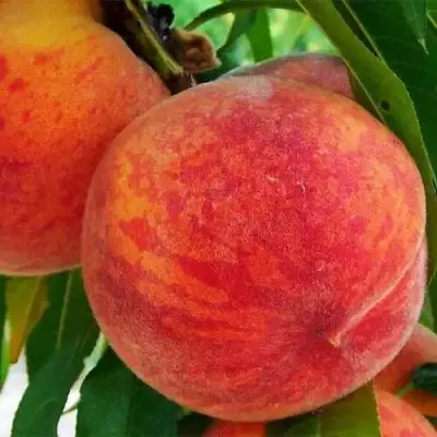 Персик ЗОЛОТОЙ ЮБИЛЕЙ в Самохваловичи