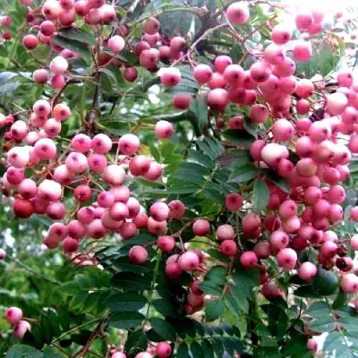 Рябина COREAL сладкоплодная  в Самохваловичи