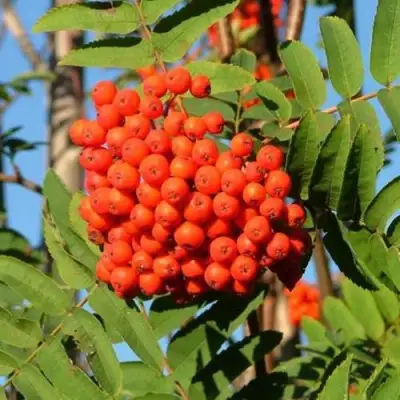 Рябина САХАРНАЯ ПЕТРОВА сладкоплодная в Самохваловичи