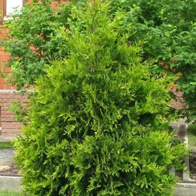 Туя АНЯ (АНИЕ) западная в Самохваловичи