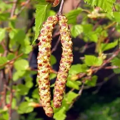 Береза бородавчатая в Самохваловичи