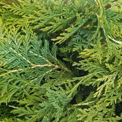 Кипарисовик ЭЛВУДИ ЭМПАЙР лавсона в Самохваловичи