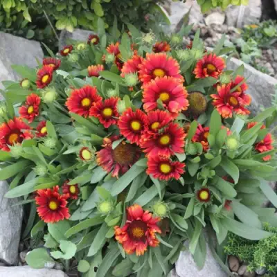 Гайлардия АРИЗОНА РЕД ШЕЙДС в Самохваловичи