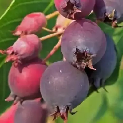 Ирга MANDAN в Самохваловичи