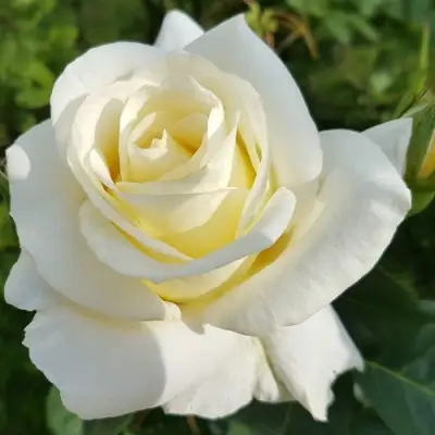 Роза МОНДИАЛЬ чайно-гибридная в Самохваловичи