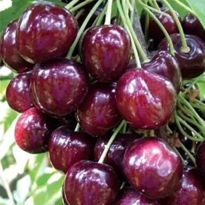 Черешня СИЛЬВИЯ колоновидная в Самохваловичи