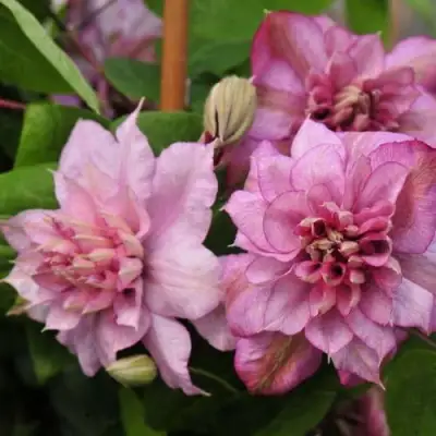 Клематис ИННОСЕНТ ГЛАНС в Самохваловичи