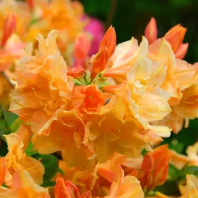 Азалия ЧАРДАШ листопадная в Самохваловичи