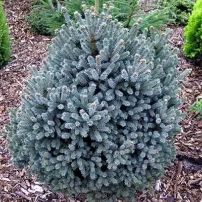 Ель НАНА сизая в Самохваловичи