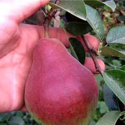 Груша РУМЯНАЯ КЕДРИНА в Самохваловичи