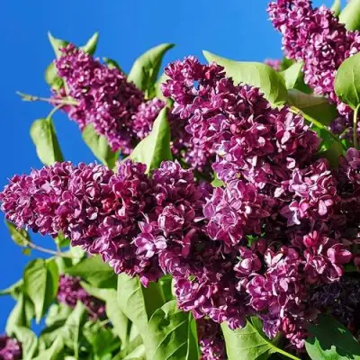 Сирень ЧАРЛЬЗ ДЖОЛИ в Самохваловичи