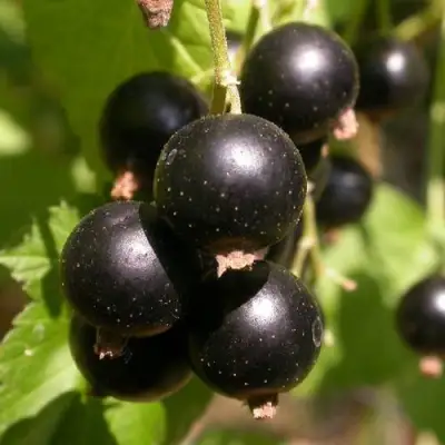 Смородина чёрная БИНАР в Самохваловичи