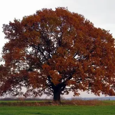 Дуб скальный в Самохваловичи