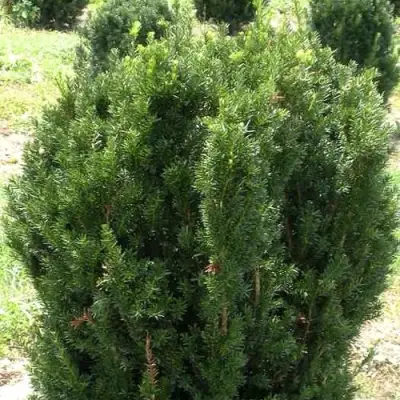 Тис ХИКСИ средний в Самохваловичи