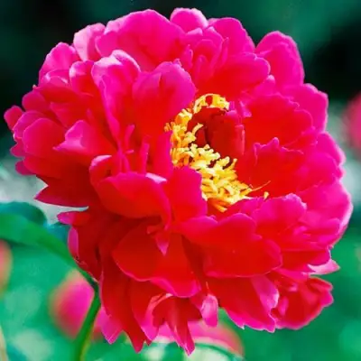 Пион ХРАБРЫЙ ВОИН травянистый в Самохваловичи