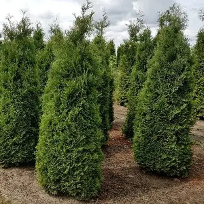 Туя ХОЛМСТРУП западная в Самохваловичи