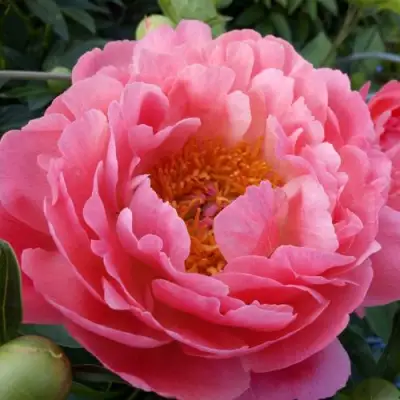 Пион КОРАЛ САНСЕТ травянистый в Самохваловичи