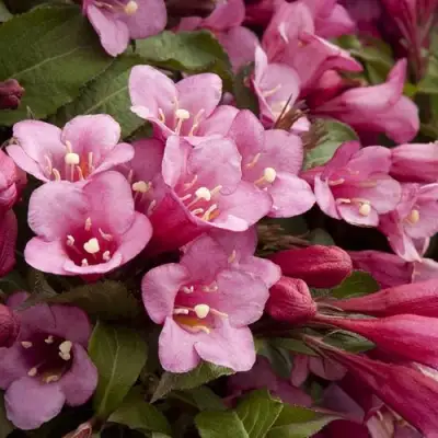 Вейгела ФЛОРИДА в Самохваловичи