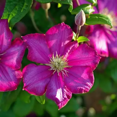 Клематис КАРМЕНСИТА в Самохваловичи