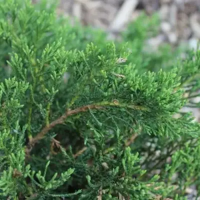 Можжевельник РОКЕРИ ДЖЕМ казацкий  в Самохваловичи