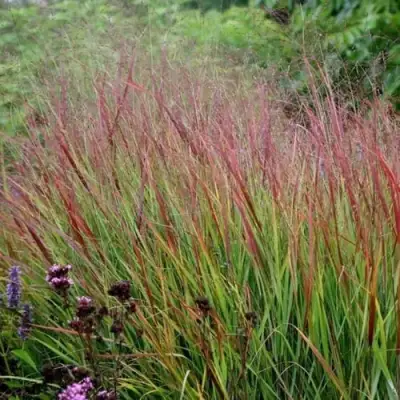 Просо РЕБРАУН прутьевидное в Самохваловичи