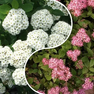 Комплект ТАЛАНТЛИВЫЙ САДОВОД в Самохваловичи