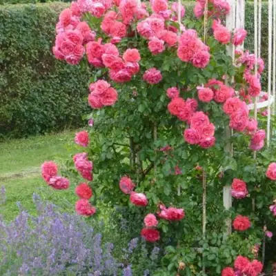 Роза РОЗАРИУМ ЮТЕРСОН плетистая в Самохваловичи