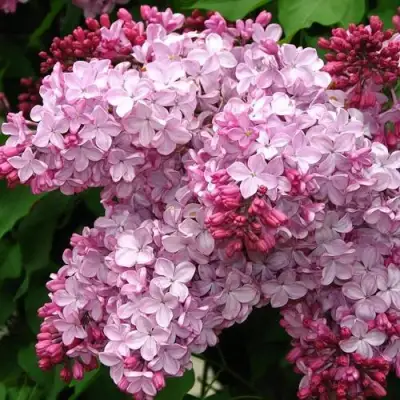 Сирень ЭСТЕР СТЕЙЛИ в Самохваловичи