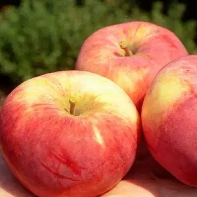 Яблоня ОРЛОВИМ в Самохваловичи