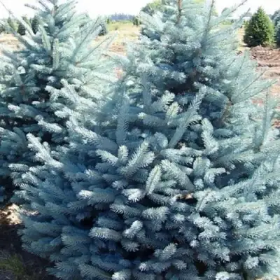 Ель ГЛАУКА колючая в Самохваловичи