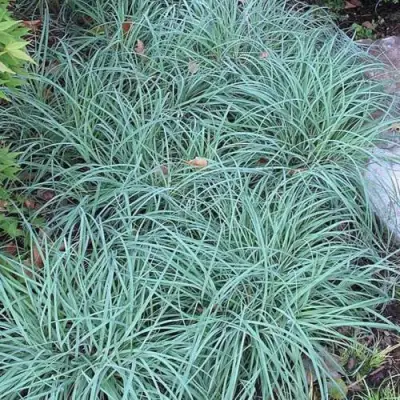 Осока БЛЮ ЗИНГЕР в Самохваловичи