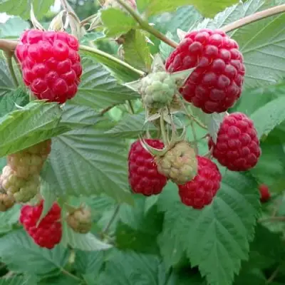 Малина ПРОСТО ПРЕЛЕСТЬ (СТОЛЕШНИК) в Самохваловичи