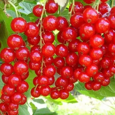 Смородина красная ФЕРТОДИ в Самохваловичи