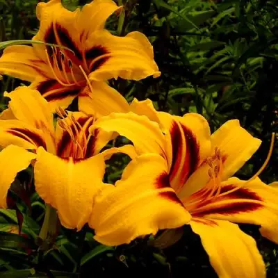 Лилейник БОНАНЗА гибридный в Самохваловичи