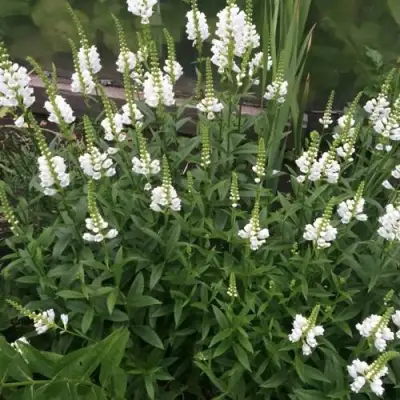 Физостегия АЛЬБА виргинская в Самохваловичи