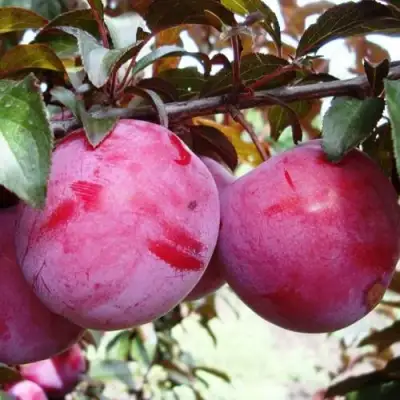 Слива ЛАМА в Самохваловичи