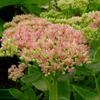 Очиток (седум) БРИЛЛИАНТ в Самохваловичи