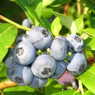 Голубика ЭЛИЗАБЕТ в Самохваловичи