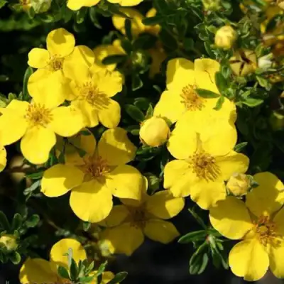 Лапчатка ХАКМАНС ГИГАНТ кустарниковая в Самохваловичи