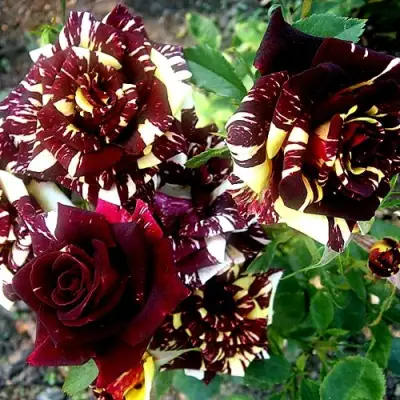 Роза ФОКУС ПОКУС флорибунда в Самохваловичи