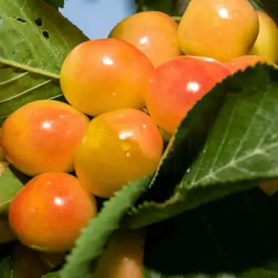 Дюк (черевишня) БЕЛОЧКА в Самохваловичи