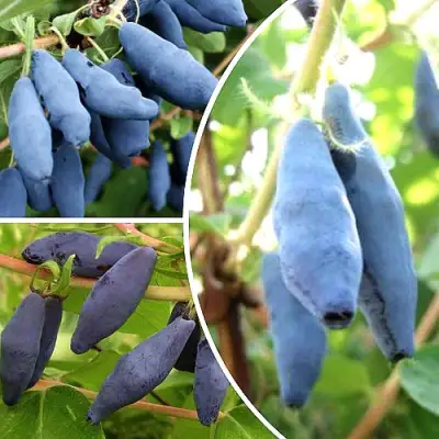 Комплект СЛАДКИЕ ХИТЫ в Самохваловичи