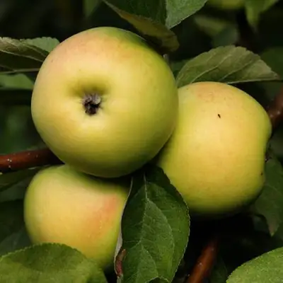 Яблоня ДАНИЛА в Самохваловичи