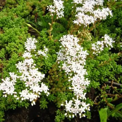 Очиток (седум) ХЛОРОТИКУМ белый в Самохваловичи