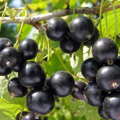 Смородина чёрная НЕСТЕР КОЗИН в Самохваловичи