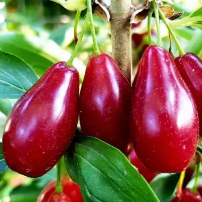 Кизил ВЛАДИМИРСКИЙ в Самохваловичи